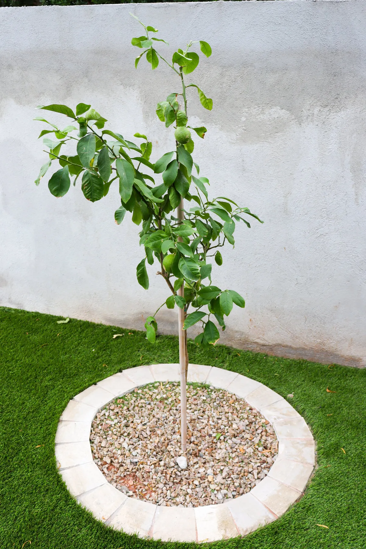 An exterior view featuring a small tree surrounded by a neat circular stone border and gravel base, set in a tranquil outdoor environment. The scene is peaceful, with sunlight filtering through, inviting moments of relaxation or contemplation outside.
